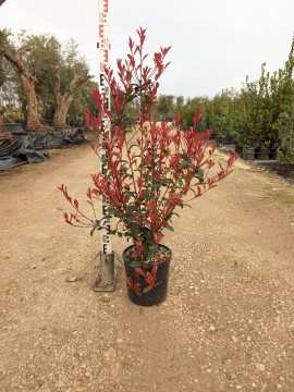 PHOTINIA COMPACTA D. 24 CM
