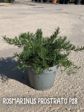 ROSMARINO PROSTRATO D. 19 CM