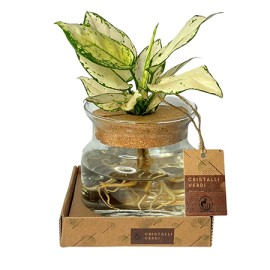 Piante Verdi In Idrocoltura