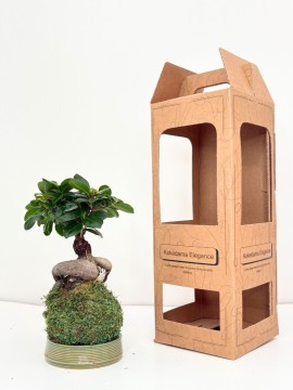 KOKEDAMA BOX BONSAI F. GINSENG