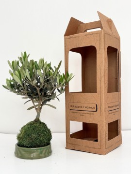 KOKEDAMA BOX OLIVO D. 14 H. 45 CM