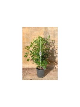 PITTOSPORUM TOBIRA D. 18 CM