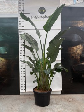 STRELITZIA AUGUSTA D. 55 H. 270/310 CM