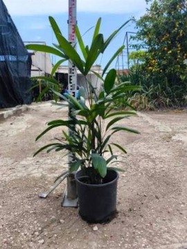 RAPHIS EXCELSA D. 26 CM