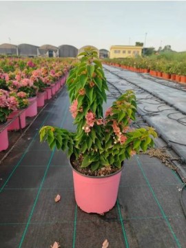 BOUGANVILLEA MINI THAI ROSA VIOLA D. 18 CM  