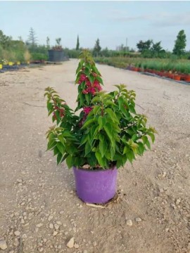 BOUGANVILLEA MINI THAI ROSA VIOLA D. 18 CM  