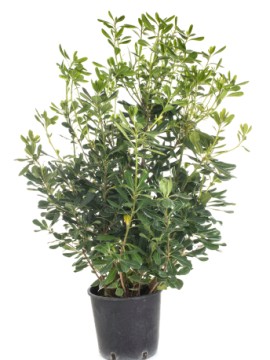 PITTOSPORUM TOBIRA D. 24 CM