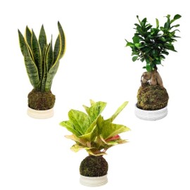Kokedama E Kokerare