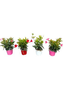 DIPLADENIA MIX COLOR D. 14 H. 25 CM