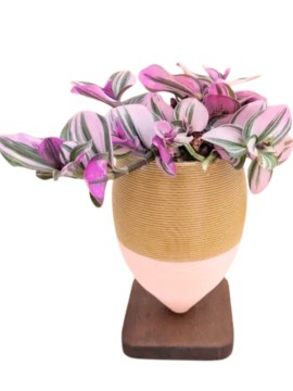 TILLOLLA CON TRADESCANTIA 