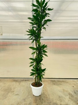 DRACAENA JANET LIND T. 180 H 220 cm