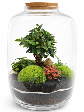 TERRARIUM CON PIANTE VERDI 088