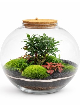 TERRARIUM CON PIANTE VERDI 087