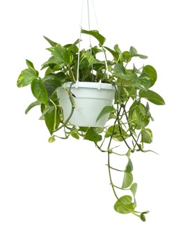 POTHOS SCINDAPSUS AUREA IN BASKET D. 22