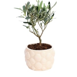 Olivo Bonsai, Alberello