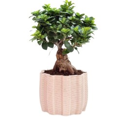 Bonsai Ficus Ginseng