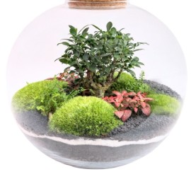 Terrarium