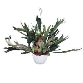 Piante Verdi In Basket