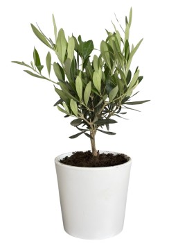 OLIVO BONSAI IN DALLAS D. 13 H. 35 CM