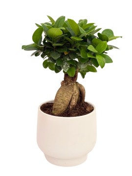 BONSAI F. GINSENG IN VASO SWEET D. 15 CM H. 33 CM 