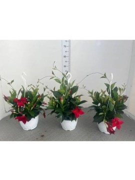 DIPLADENIA MIX COLOR BSK D. 17 H. 50 CM