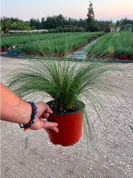 STIPA D. 18