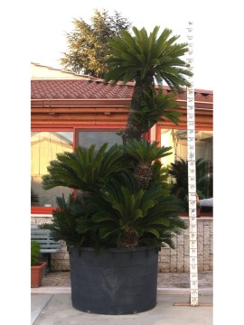 CYCAS REVOLUTA RAMIFICATA ESEMPLARE 20 H. 360 CM