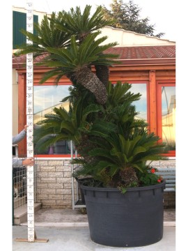 CYCAS REVOLUTA RAMIFICATA ESEMPLARE 23 H. 340 CM