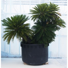 Cycas Esemplari Di Grandi Dimensioni