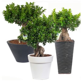 Bonsai Ficus Ginseng 5000 Gr