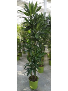 DRACAENA JANET LIND T. 150 D. 35   H 190