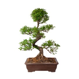 Bonsai Carmona, Ligustrum, Pepper, Ficus...