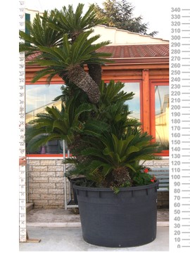 CYCAS REVOLUTA RAMIFICATA ESEMPLARE 23 H. 340 CM