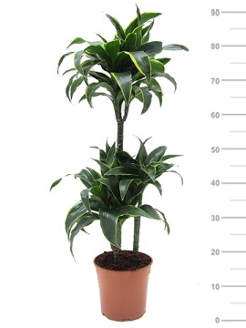 DRACAENA DORADO 60/30/20 IN VASO PLASTICA D. 21 H. 90 CM