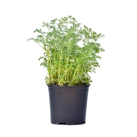 Piante Aromatiche