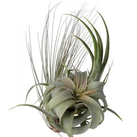 Tillandsia
