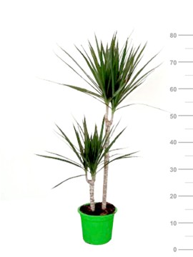 DRACAENA MARGINATA SET 45/15 IN CONTAINER D. 19 H. 75 CM