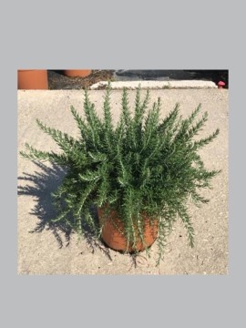 ROSMARINO PROSTRATO D. 24 H. 45 CM