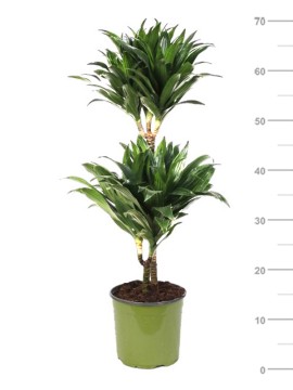 DRACAENA COMPACTA 45/15 IN CONTAINER D. 19 H. 65 CM