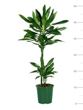 DRACAENA JANET LIND 45/15 IN VASO PLASTICA D. 17 H 65 CM