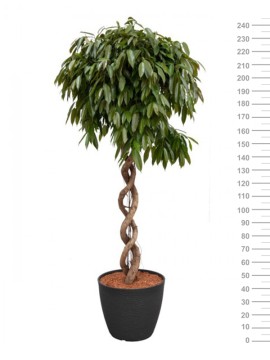 FICUS AMSTEL KING DOUBLE SPIRAL STANDARD ONE D. 60 H. 240 CM