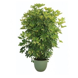 Piante Verdi In Vasi D'arredo