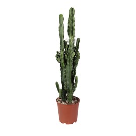 Succulente E Cactus