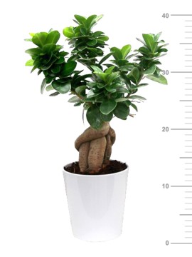 BONSAI F. GINSENG 300 GR IN VASO DALLAS D. 13 H. 40 CM