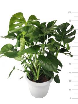 MONSTERA PHILODENDRO DELICIOSA D. 35 H 90 CM