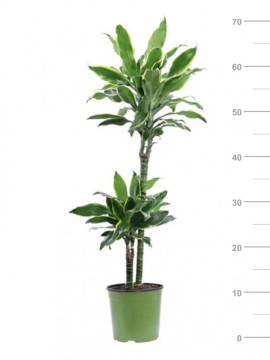 DRACAENA GOLDEN COAST T. 45/15 D. 19 H. 60 CM