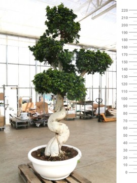 BONSAI F. MICROCARPA BIG DRAGON H. 300 CM